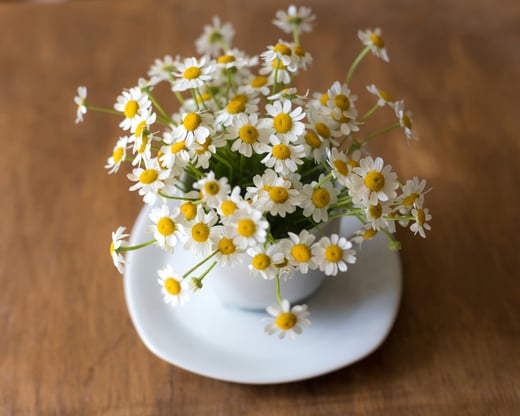 Chamomile extract